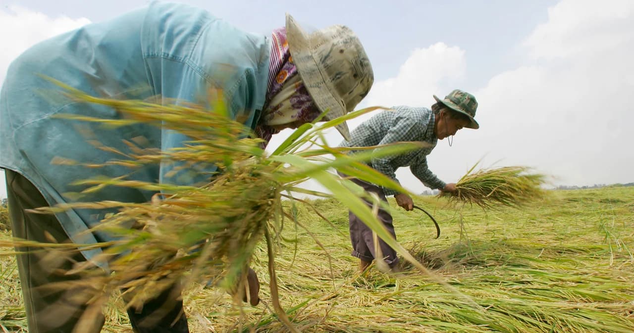 สมาคมผู้ส่งออกข้าวฯ แจงไทยไม่ได้ส่งประกวด หลังเวียดนามคว้าอันดับ 1 World’s Best Rice 2023