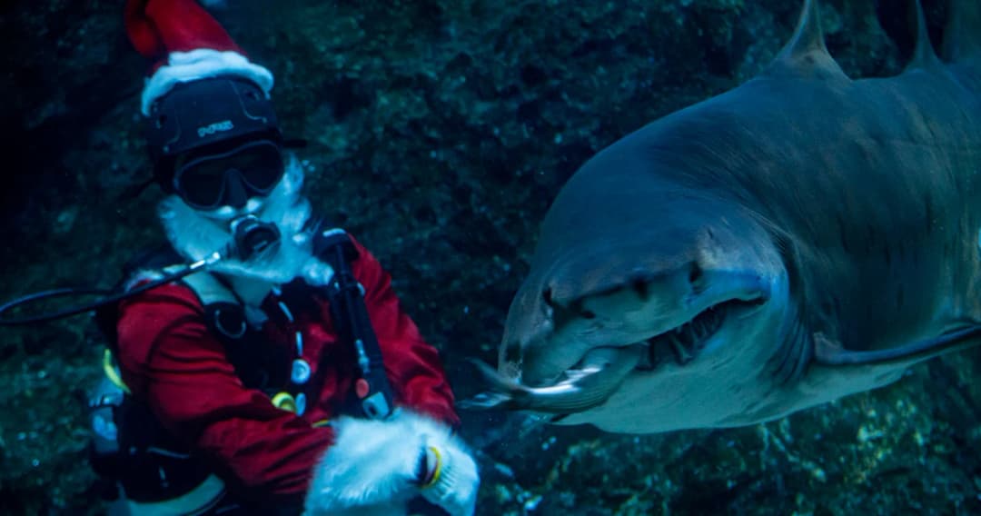 สีสันในเทศกาลคริสต์มาส 2023 ซานต้าดำน้ำให้อาหารถึงปาก