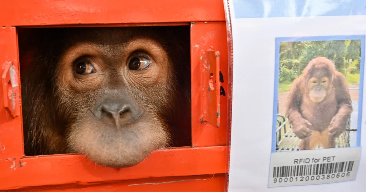 ไทยส่ง ‘ลิงอุรังอุตัง’ 3 ตัว กลับบ้านเกิดอินโดนีเซีย