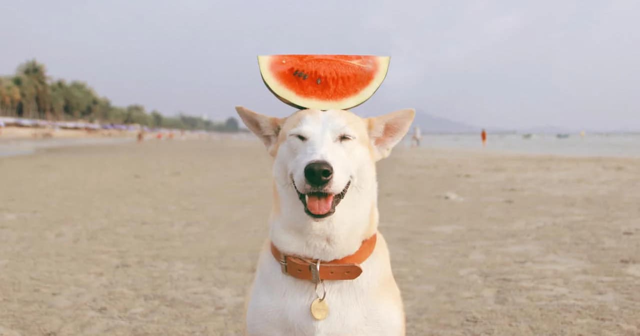 ‘กลูต้า’ จากเพจ Gluta Story กลับดาวหมา