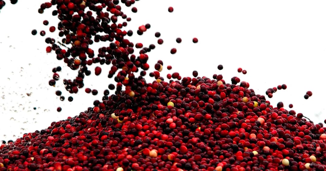 รัฐบาล เร่งแก้ไข ‘ฟินแลนด์’ ระงับวีซ่าแรงงานเก็บผลไม้ป่าทุกคนจากไทย