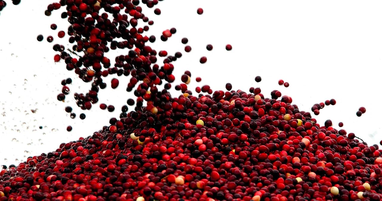 รัฐบาล เร่งแก้ไข ‘ฟินแลนด์’ ระงับวีซ่าแรงงานเก็บผลไม้ป่าทุกคนจากไทย