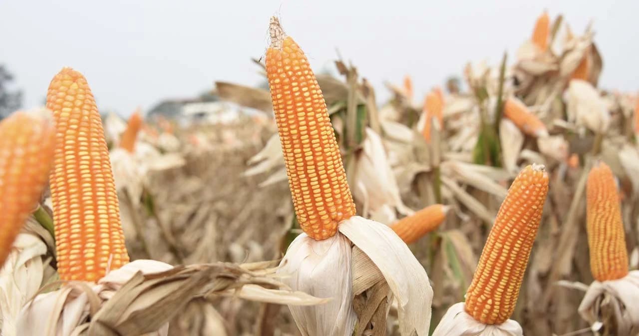 นายกฯ สั่งการ มาตรการห้ามนำเข้า ‘ข้าวโพด’ ที่เกี่ยวข้องกับการเผา เร่งแก้ปัญหา ฝุ่น PM 2.5