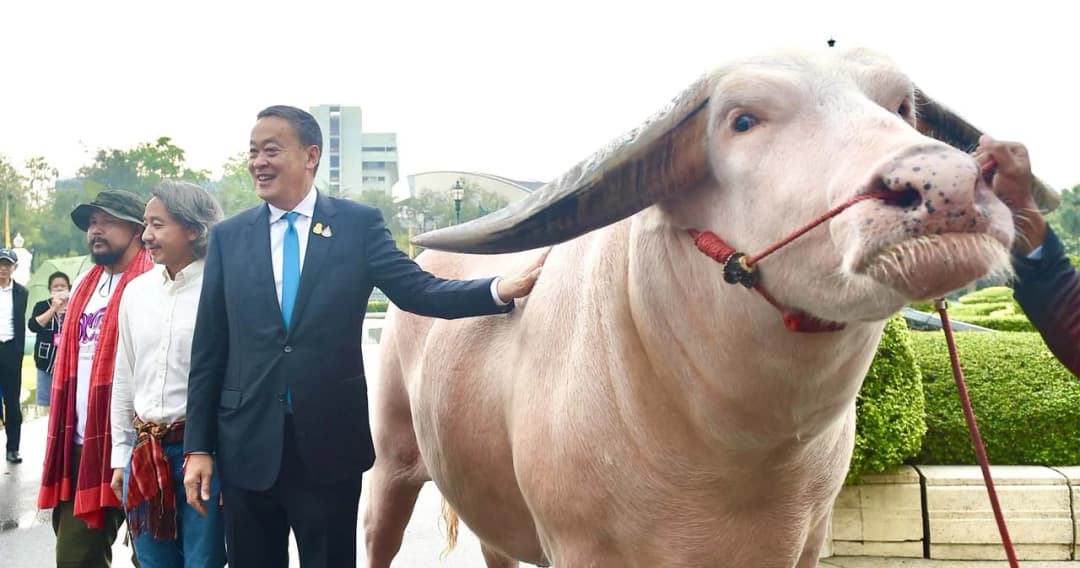 ‘โก้ เมืองเพชร’ ควายเผือกใหญ่ที่สุดในโลก เยือนทำเนียบฯ