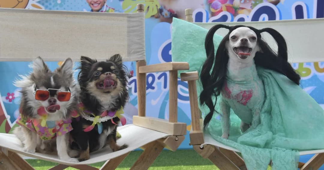 “มะหมามาหาสงกรานต์” ครั้งแรกในไทย เนรมิตพื้นที่ความสนุกให้น้องหมาทั้ง 4 ภาค