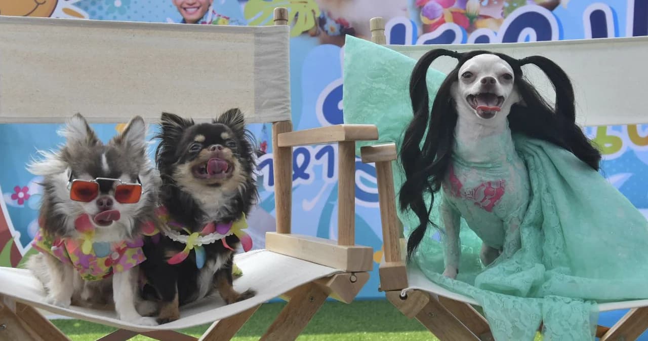 “มะหมามาหาสงกรานต์” ครั้งแรกในไทย เนรมิตพื้นที่ความสนุกให้น้องหมาทั้ง 4 ภาค