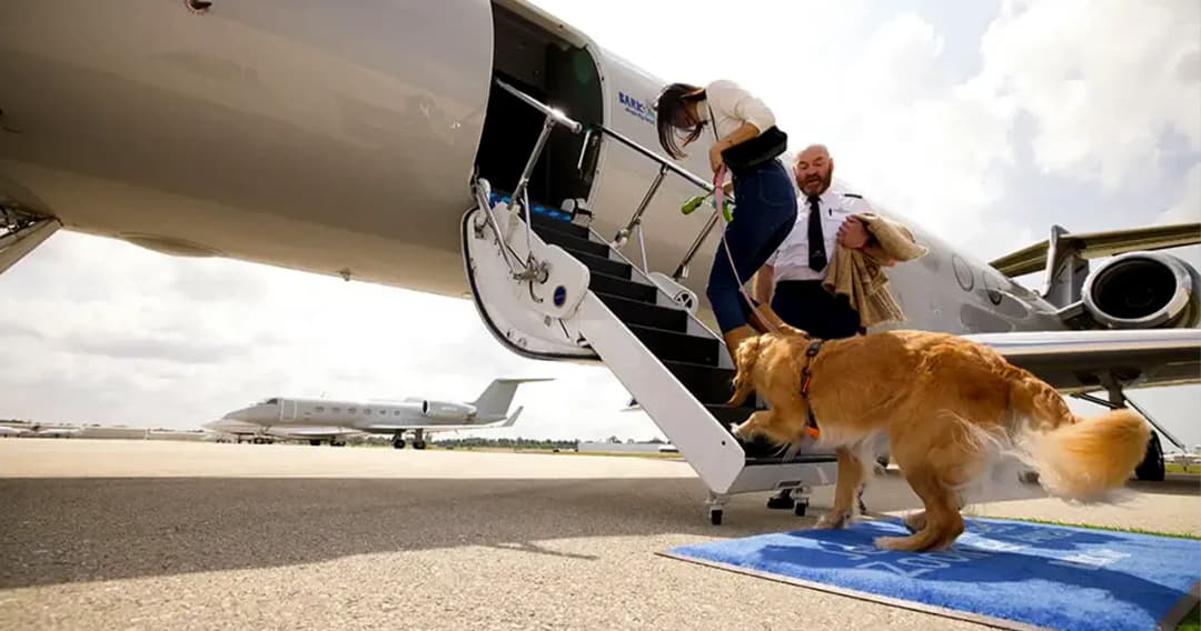 BARK Air สายการบินน้องใหม่ให้บริการ First Class เฉพาะน้องหมา