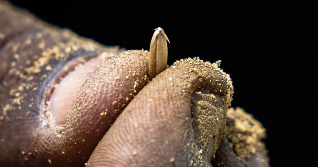 เปิดคำทำนาย วันพืชมงคล 2567 น้ำท่าบริบูรณ์พอสมควร เศรษฐกิจรุ่งเรือง