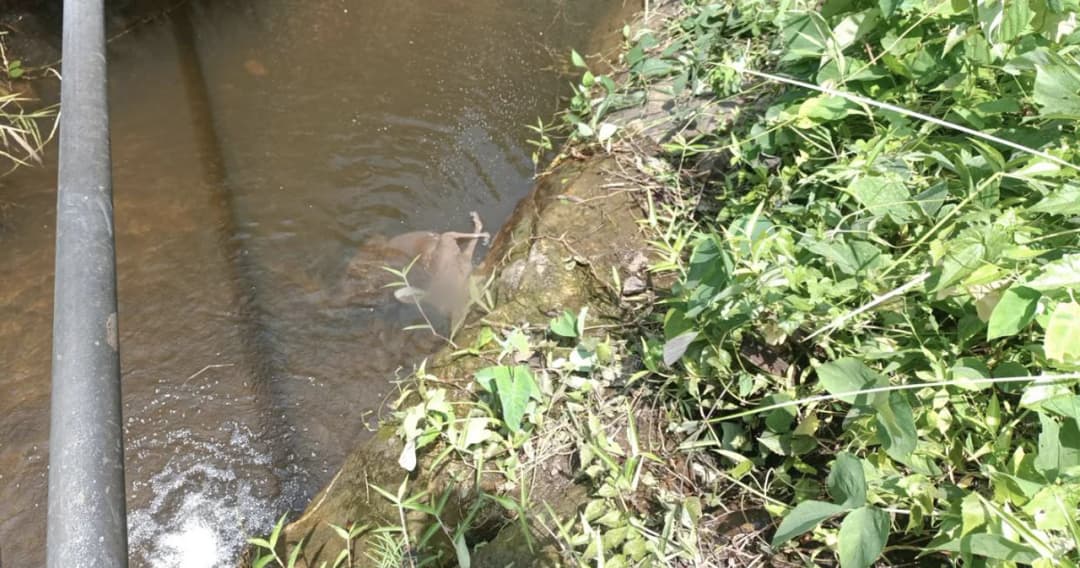 สวนสัตว์เชียงใหม่ ยืนยัน พบร่าง ‘จิงโจ้แดง’ ในน้ำตกห้วยช่างเคี่ยน