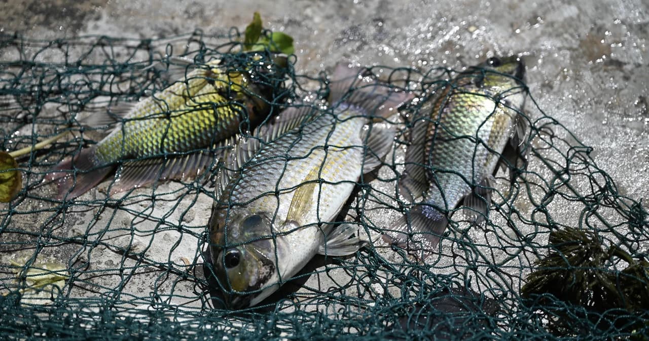 ลงแขก-จับทอดกิน ล่า ‘ปลาหมอคางดำ’ เอเลี่ยนสปีชีส์