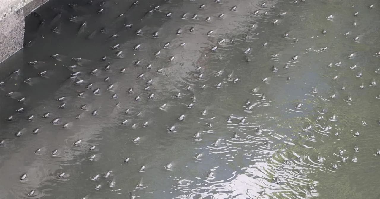 พบ ‘ปลาหมอคางดำ’ ระบาด ใน กทม. แล้ว 3 เขต ‘บางขุนเทียน-ทุ่งครุ-บางบอน’