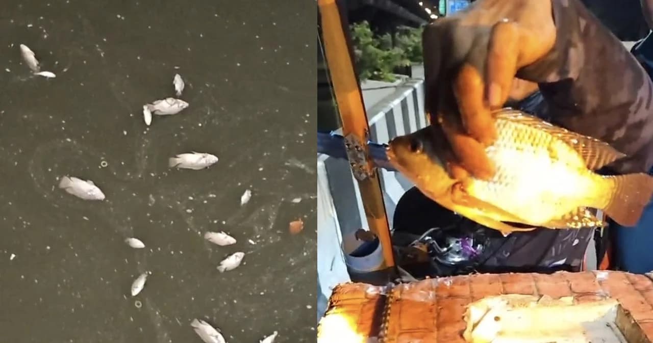 ‘ชัชชาติ’ ลุยบึงมักกะสัน ตรวจสอบเหตุปลาน็อกน้ำ หวั่น ‘ปลาหมอคางดำ’ ระบาด