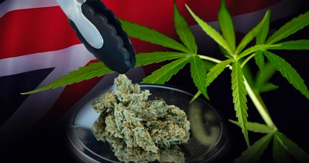 ลักลอบนำเข้ากัญชาจากไทยพุ่ง อังกฤษเตือนไม่คุ้มเสี่ยง ติดคุกสูงสุด 14 ปี