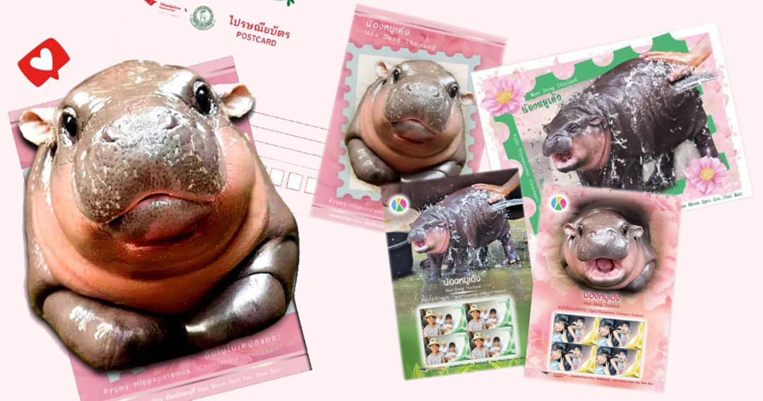 ลิมิเต็ด! เอาใจแฟนคลับ “น้องหมูเด้ง” เปิดตัว iStamp และโปสต์การ์ด