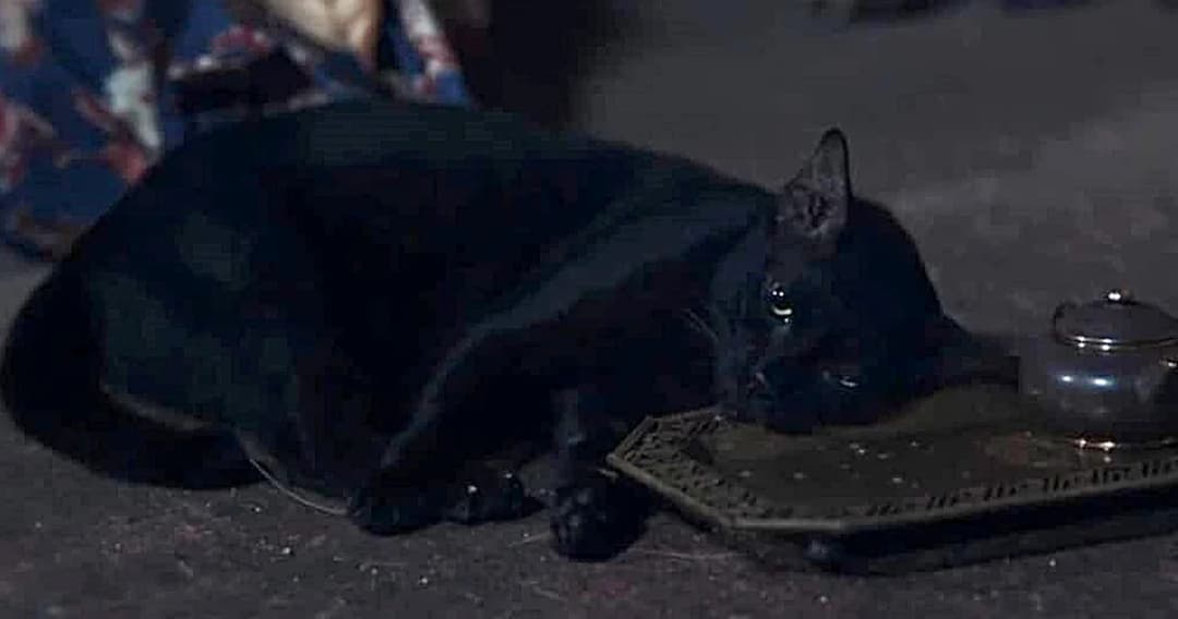 ชีวิต “ดาราสัตว์” แลกความบันเทิงให้ “มนุษย์”? ความเหมาะสมอยู่ที่ไหน