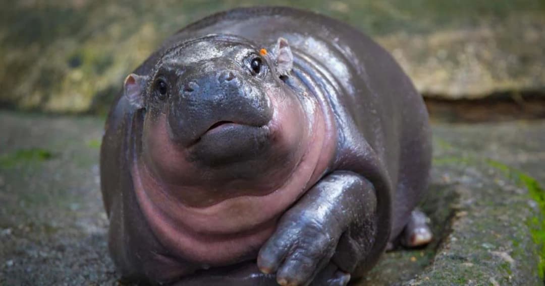 สานต่อกระแสซอฟต์พาวเวอร์ ‘น้องหมูเด้ง’ มอบโปรเจกต์เพลงพิเศษ 4 ภาษา ไทย จีน อังกฤษ ญี่ปุ่น ส่งความสุขแฟนคลับทั่วโลก