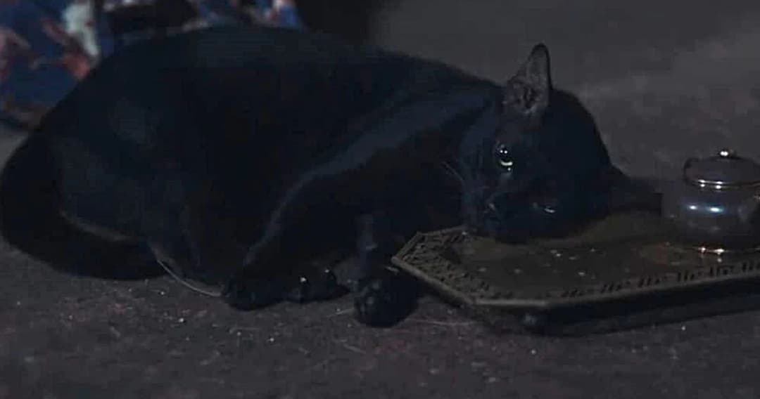 สรุปแนวปฏิบัติจากเวทีสัมมนา เรื่อง “ดาราสัตว์ในสื่อ นำเสนออย่างไร ไม่ละเมิดจริยธรรม”