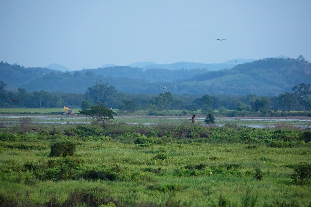 เปลี่ยน Wetland เป็นอ่างเก็บน้ำ ไทยกำลังกลืนน้ำลายตัวเอง ในคราบ ‘โครงการอนุรักษ์’ เวียงหนองหล่ม