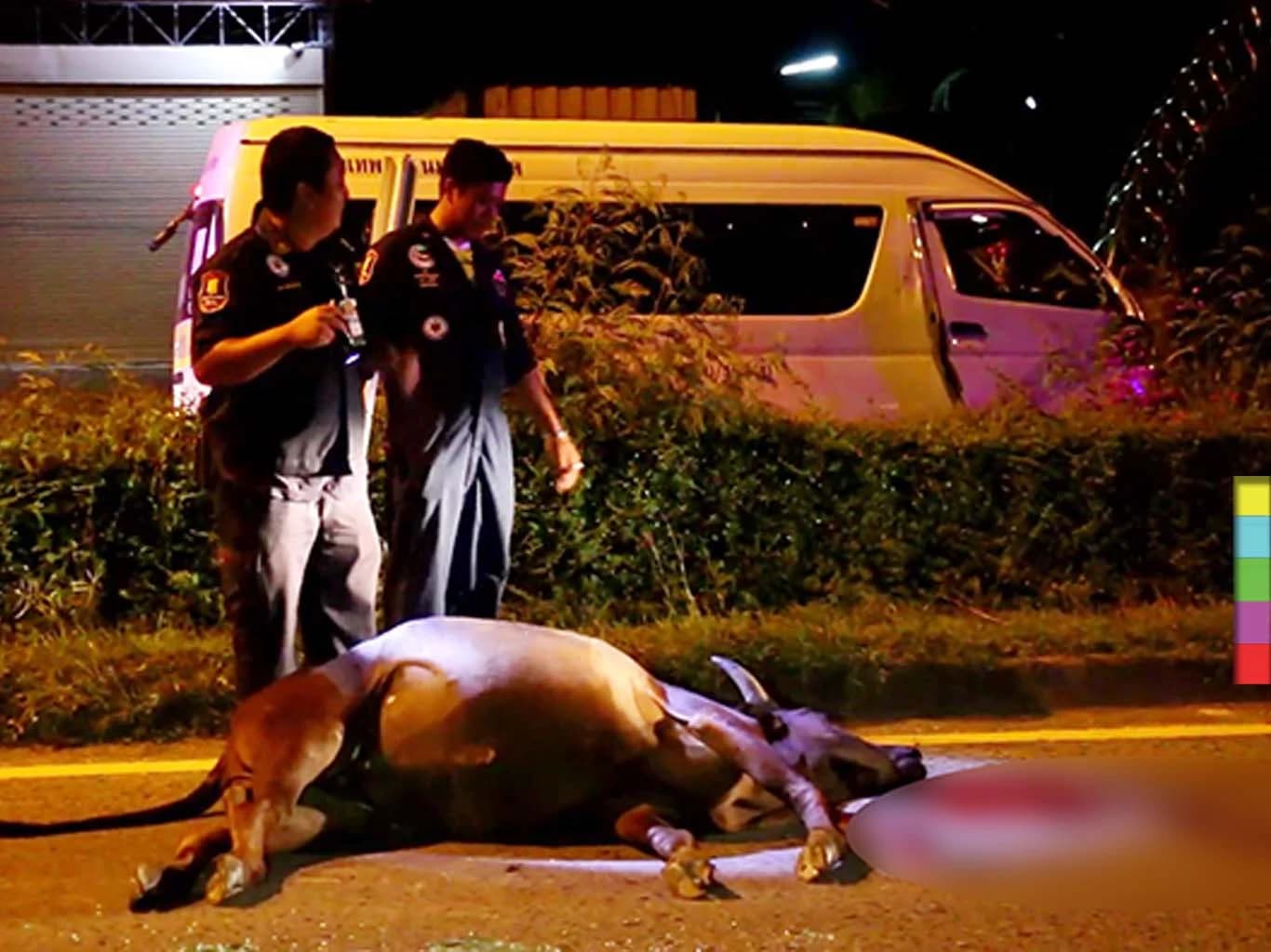 สังเวชใจ ! แม่วัวท้องแก่อุ้มท้องลูกน้อยข้ามถนน รถตู้พุ่งชน ดับแม่ลูก