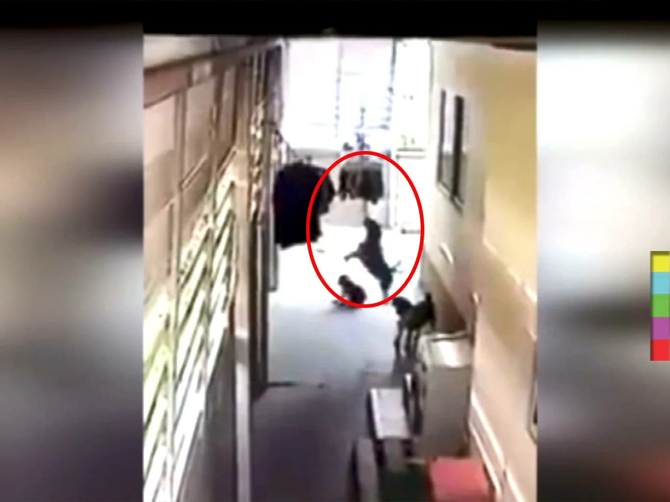 จับได้คาหนังคาเขา ! เจ้าตูบสุดแสบ กระโดดขโมยชุดชั้นใน