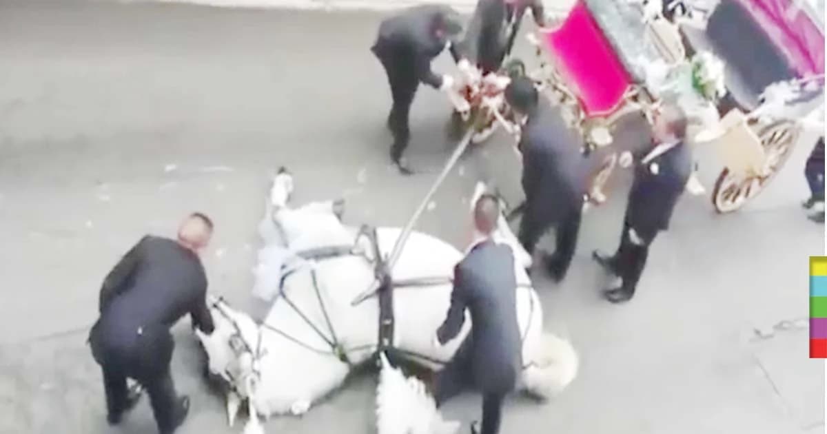 ม้าขาวลากคู่บ่าวสาวและของตกแต่งกว่า 400 กก.เข้าโบสถ์ ถึงจุดหมาย…เป็นลม