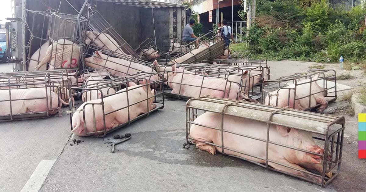 รถบรรทุกหมูพลิกคว่ำก่อนถึงโรงฆ่าสัตว์ ตายทันที 1 ตัว