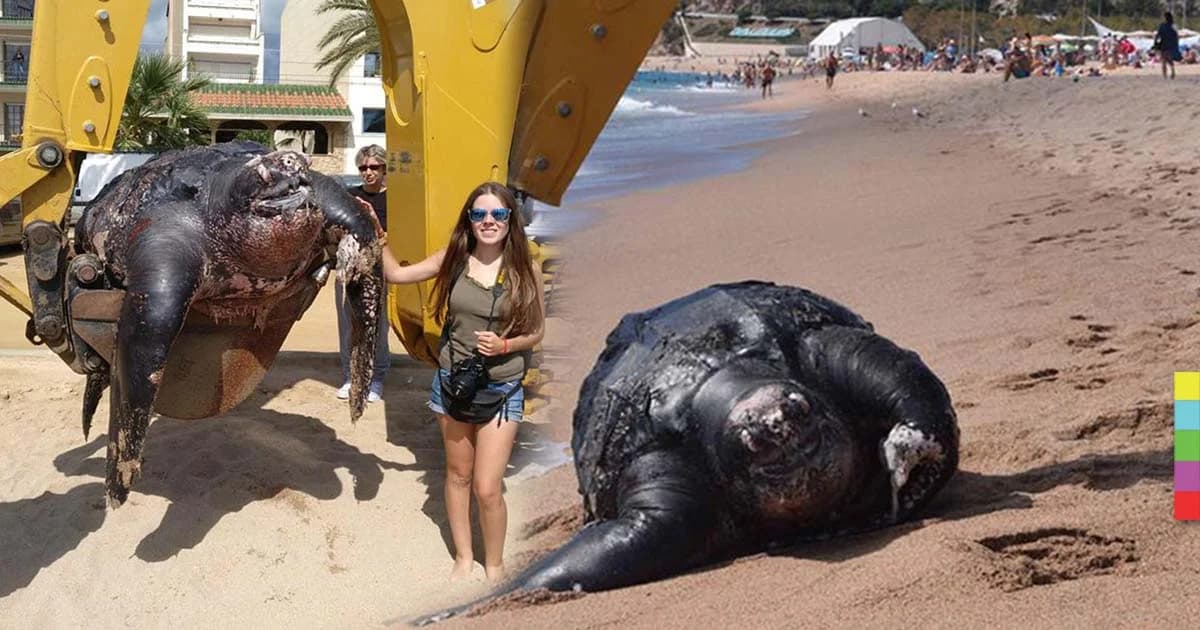ตะลึง ! เต่ายักษ์ หนัก 700 กิโลฯ โผล่เกยหาดสเปน