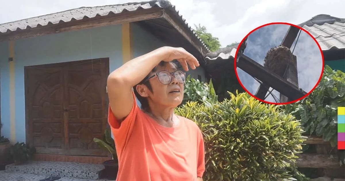 ชาวบ้านแม่ปะผวา “ต่อหัวเสือ” สร้างรังบนเสาไฟฟ้าแรงสูง หวั่นทำร้ายคน