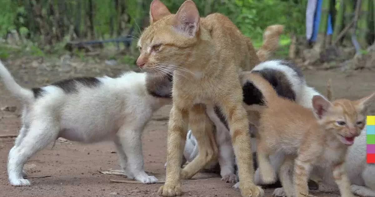 รักต่างสายพันธุ์ ! แม่แมวใจดีเลี้ยงลูกสุนัขกำพร้า 4 ตัว นอนให้กินนม