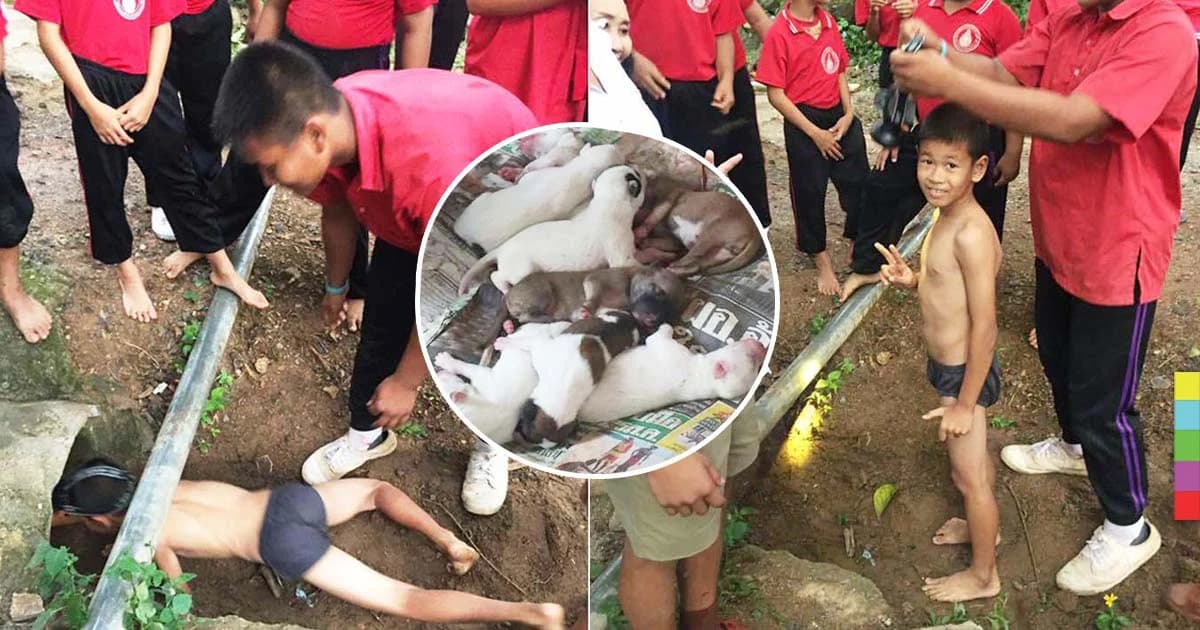 ฮีโร่น้อยเมืองแพร่ ถอดชุดเหลือแต่กางเกงใน มุดท่อช่วยลูกหมาเกิดใหม่ 9 ตัว