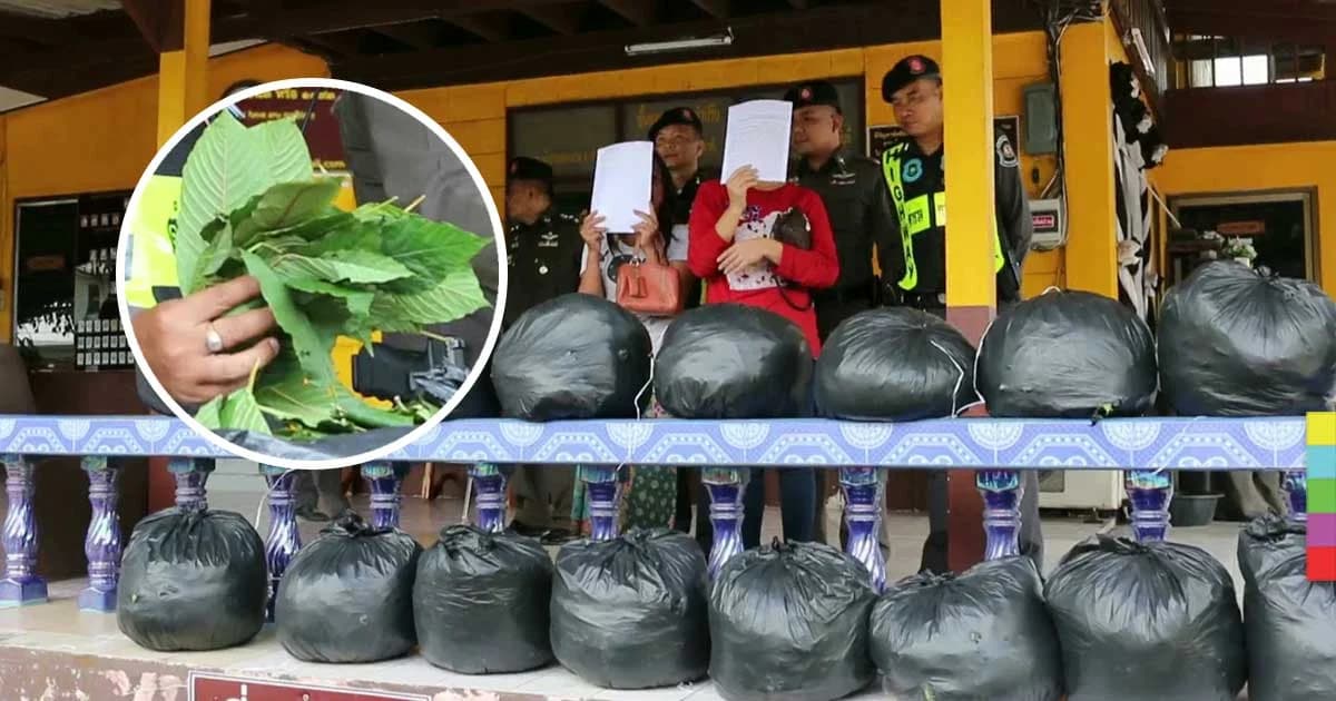 ไม่เข็ด ! สองสาวขนใบกระท่อมส่งขายภาคใต้ ไม่แคร์แม้เคยถูกจับมาแล้ว 3 ครั้ง