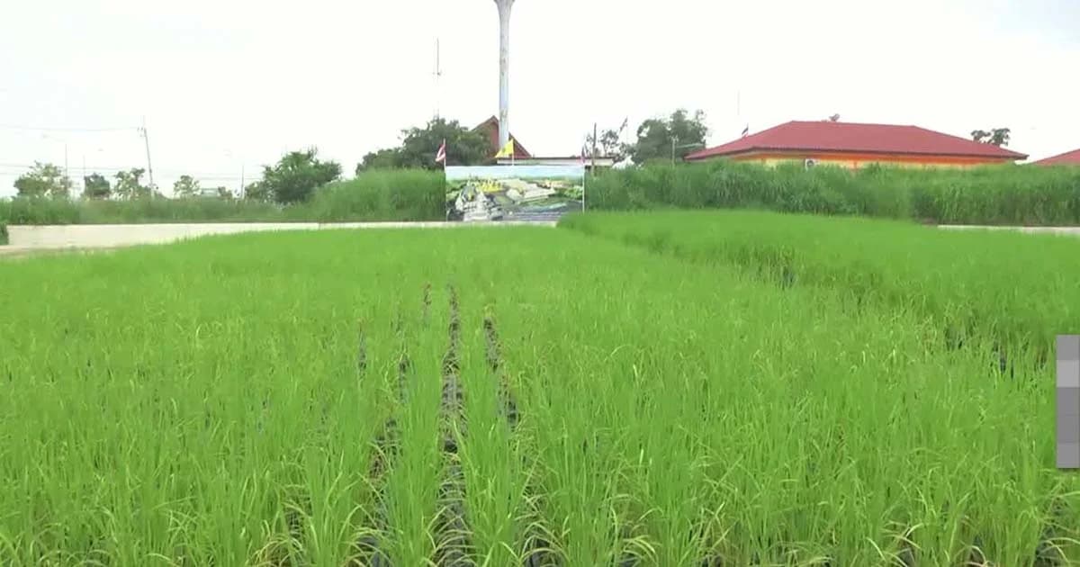 ศูนย์วิจัยข้าวอยุธยาทำแปลงนาข้าวประกอบพระเมรุมาศ ตัวแทนชาวนาทั่วประเทศ