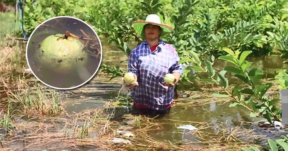 เกษตรกรระทม ! หลังแม่น้ำน่านเอ่อล้นตลิ่งท่วมสวนฝรั่ง