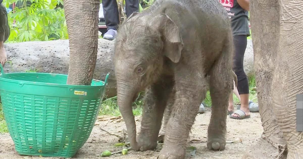 วังช้างแลเพนียด ได้ลูกช้างเกิดใหม่ ไม่มีใครรู้ล่วงหน้าว่าจะคลอดแล้ว