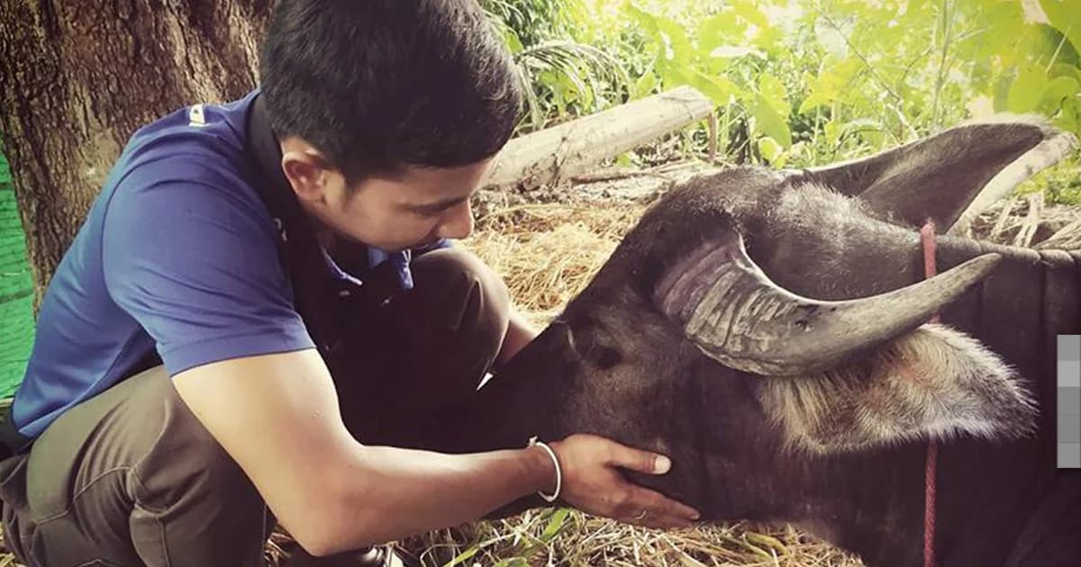 สิ้นแล้ว! แม่ควายบุญรอด ผู้ไม่เคยยอมแพ้