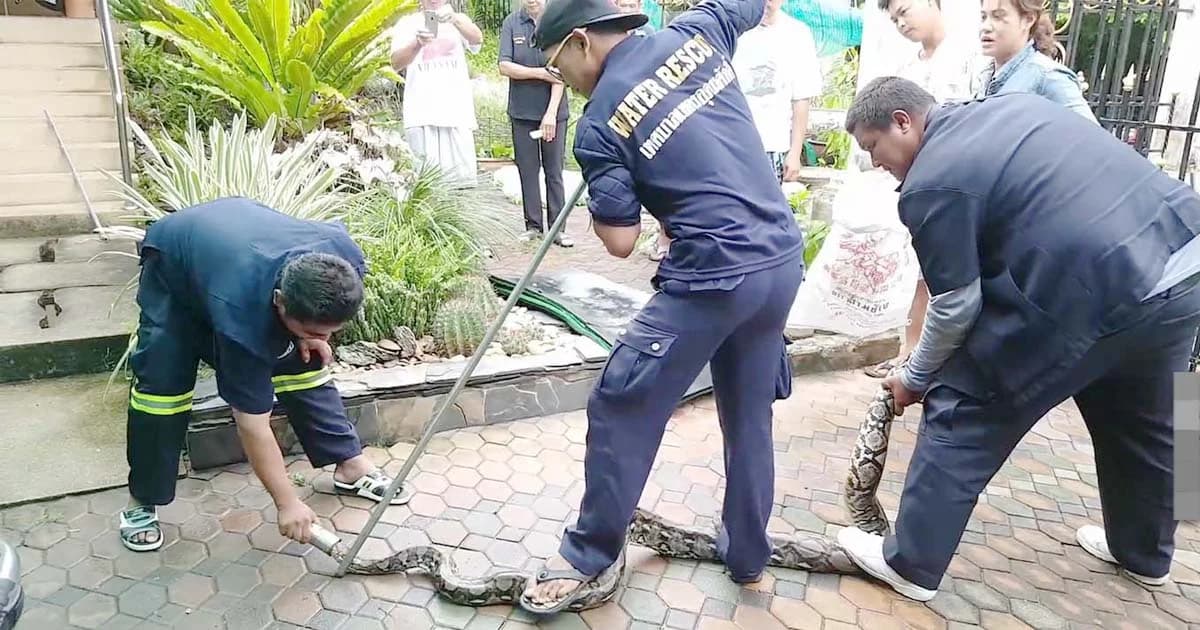 เหลือมยักษ์หิวโซบุกเขมือบปลากระป๋อง หัวอัดแน่นคากระป๋อง