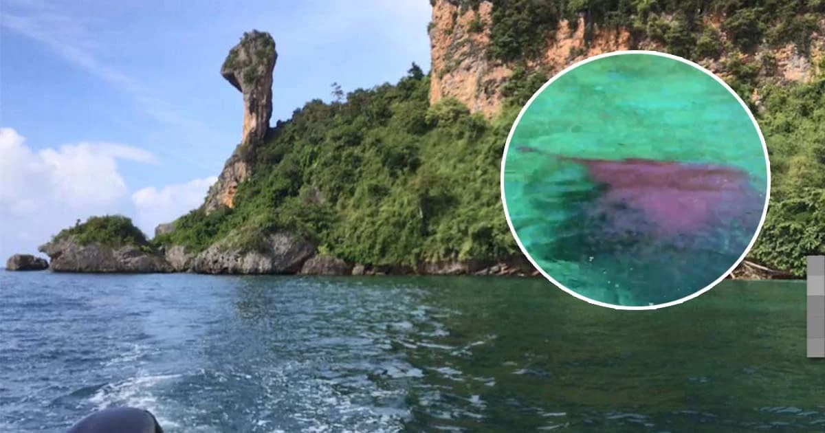 ลอยเป็นเบือ ! แมงกะพรุนไฟลอยเกลื่อนทะเลกระบี่ เตือน นทท.ระวังอันตราย