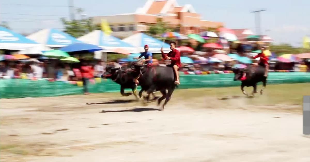‘วิ่งควาย’ ปีที่ 146 หนึ่งเดียวในไทย หนึ่งเดียวในโลก