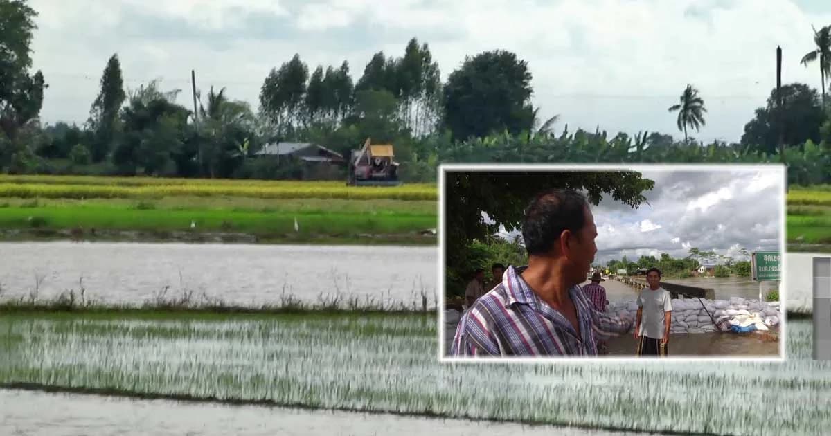 เดือดร้อนหนัก ! น้ำเอ่อล้นคลองกระเสียว ท่วมนาข้าวเสียหาย 1,500 ไร่