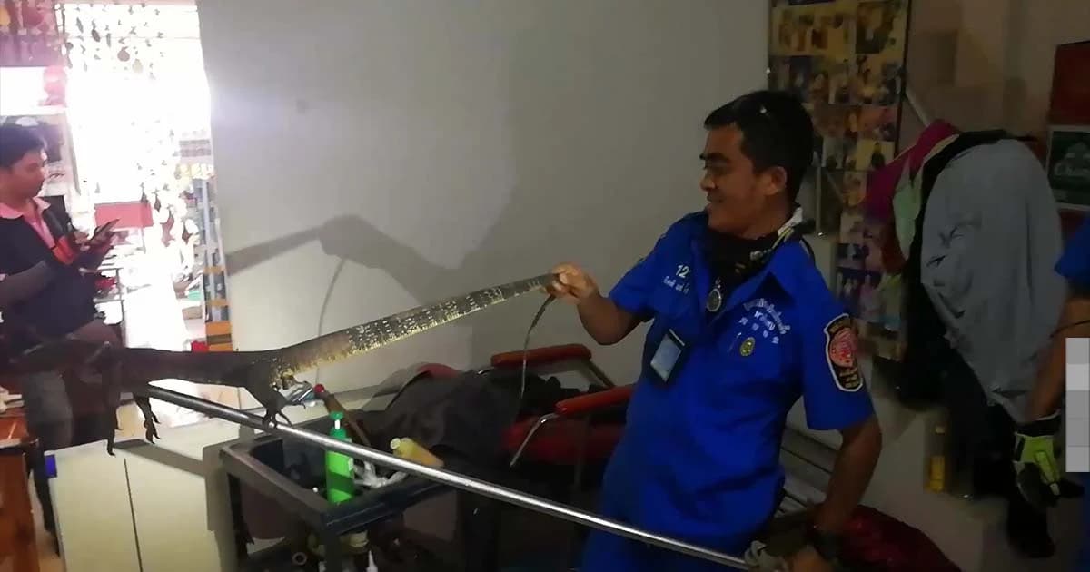 ตัวเงินตัวทองวิ่งเข้าร้านเสริมสวย กู้ภัยช่วยจับ