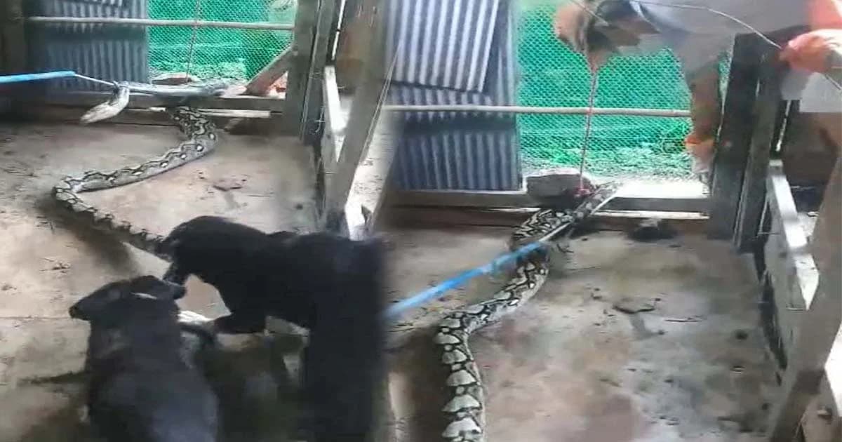 งับไม่ปล่อย ! กู้ภัย 4 ขา ช่วยคนลากงูเหลือมออกจากเล้าไก่