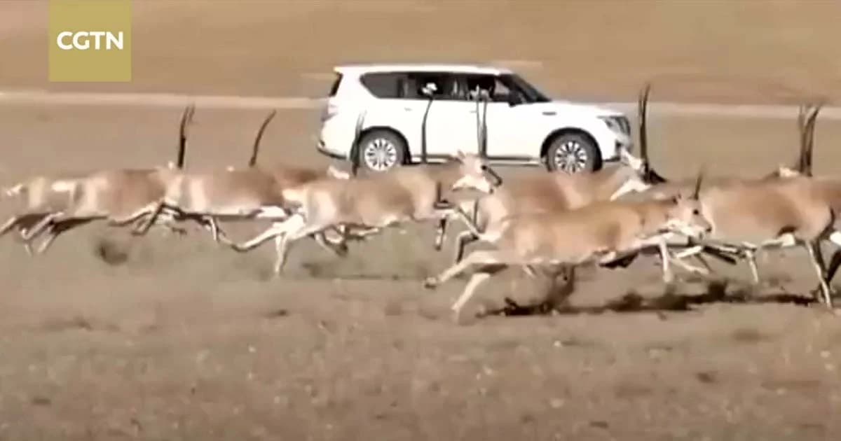 ทิเบตเตรียมรวบแก๊งรถคะนอง ขับรถไล่ล่าฝูงละมั่ง