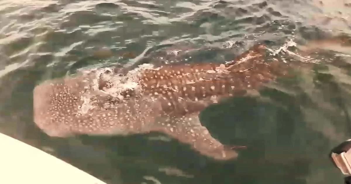 นทท.ตื่นตา พบฉลามวาฬขนาดใหญ่ โผล่ผิวน้ำหมู่เกาะอ่างทอง