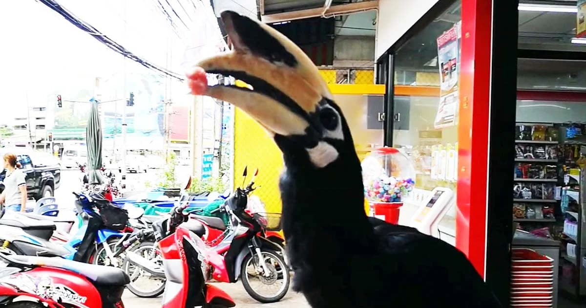 นกเงือกหลงเมือง ออกขออาหารชาวบ้าน