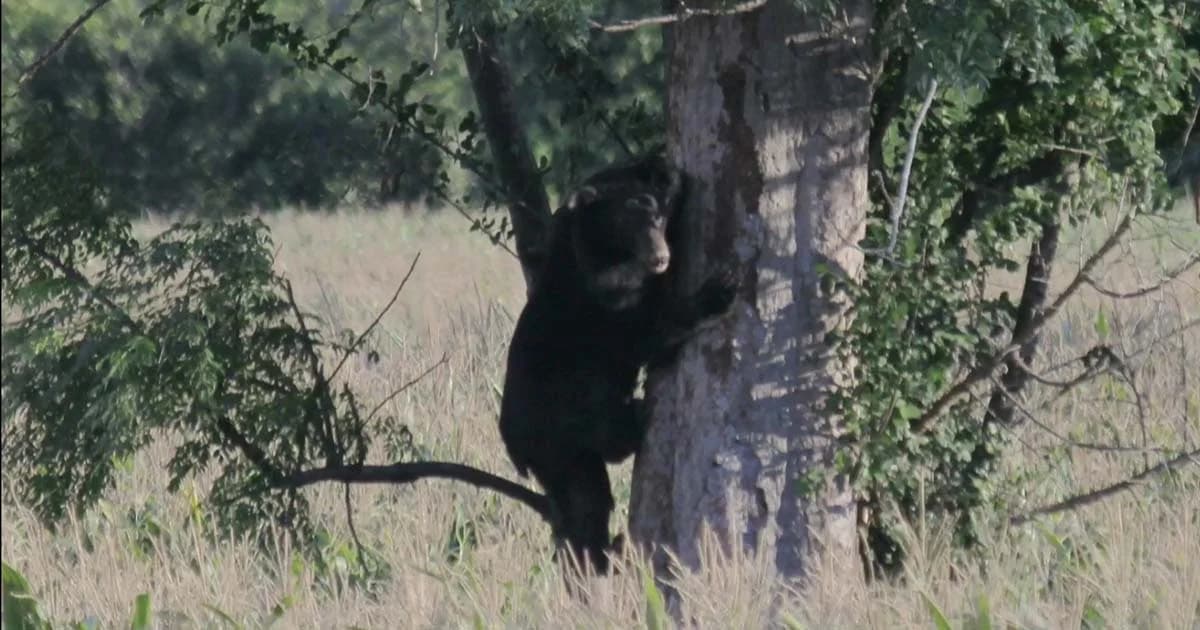 ชาววังน้ำเขียวผวา! พบหมีควายตัวใหญ่ออกอาละวาด