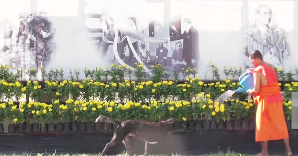 เพื่อพ่อ ! ดาวเรืองบานสะพรั่ง พระรดน้ำดูแล คนแห่ถ่ายรูปเพียบ