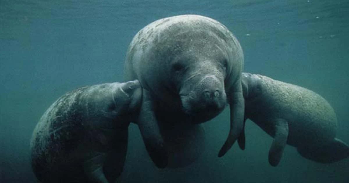 “พะยูน” วิกฤติ เหลือไม่ถึง 200 หลังถูกไล่ล่าอย่างหนัก