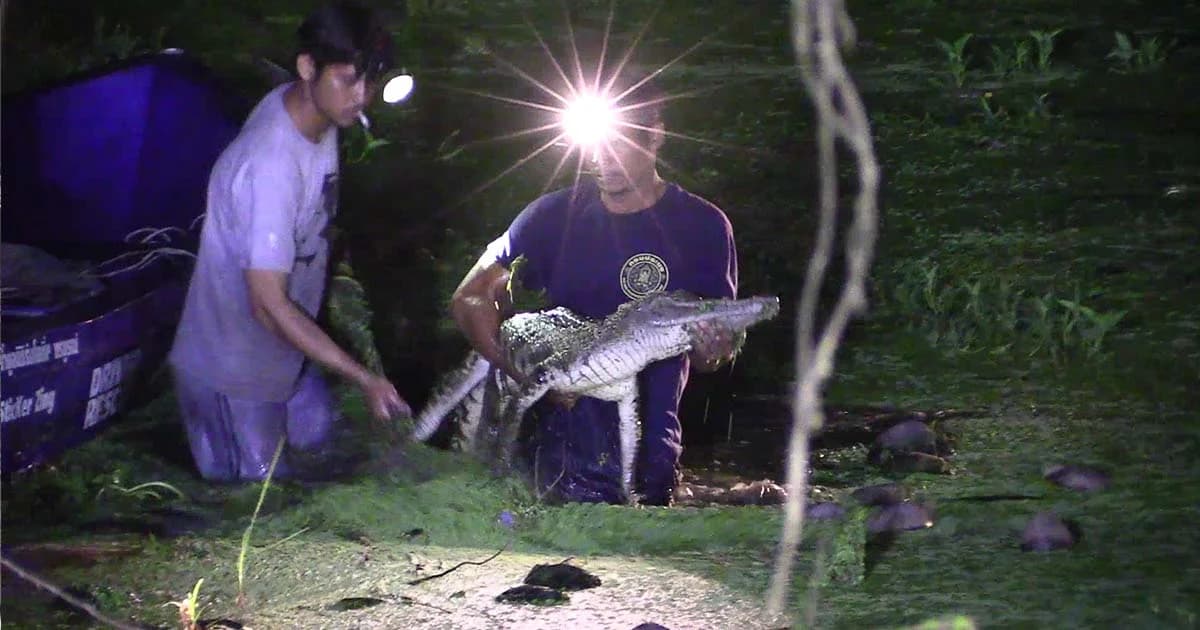 ชาวบ้านโล่งใจ ! จับจระเข้ได้แล้ว หลังน้ำท่วมสูงว่ายหลุดจากฟาร์ม