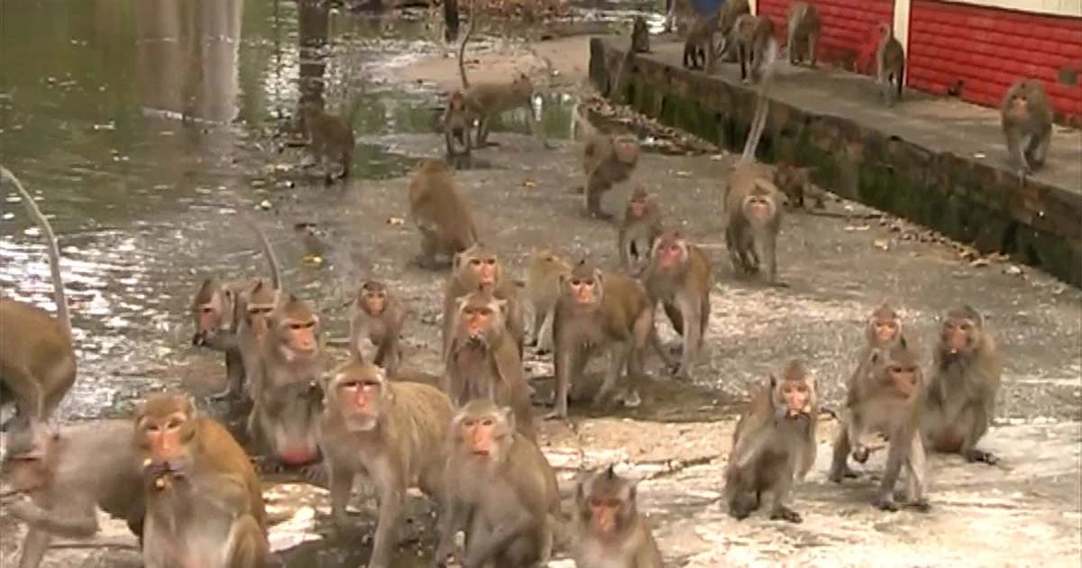 ฝูงจ๋อเซ็ง ! น้ำทะลักท่วมวัด ลิงนับพันไม่มีแหล่งหาอาหาร