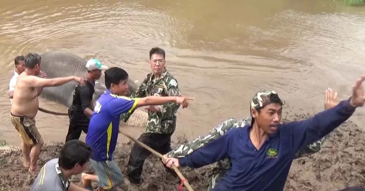 ช่วยช้างป่าจากคลองชมพูได้แล้ว ! หลังแช่น้ำตั้งแต่บ่ายวานนี้